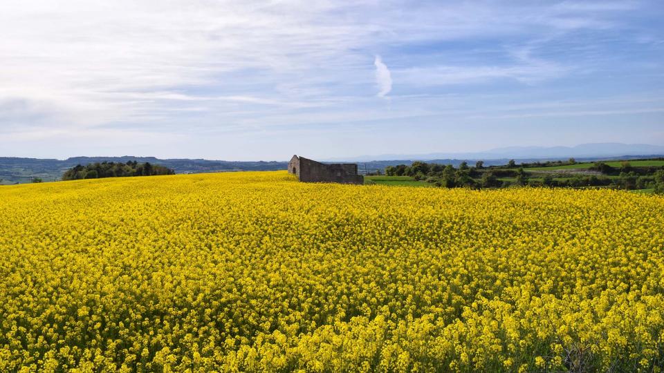 23.4.2017 colza  Bellmunt de Segarra -  Ramon Sunyer