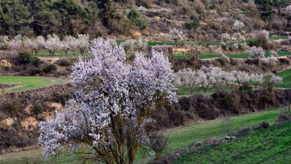 12.3.2017 Paisatge  Vallfogona de Riucorb -  Ramon Sunyer