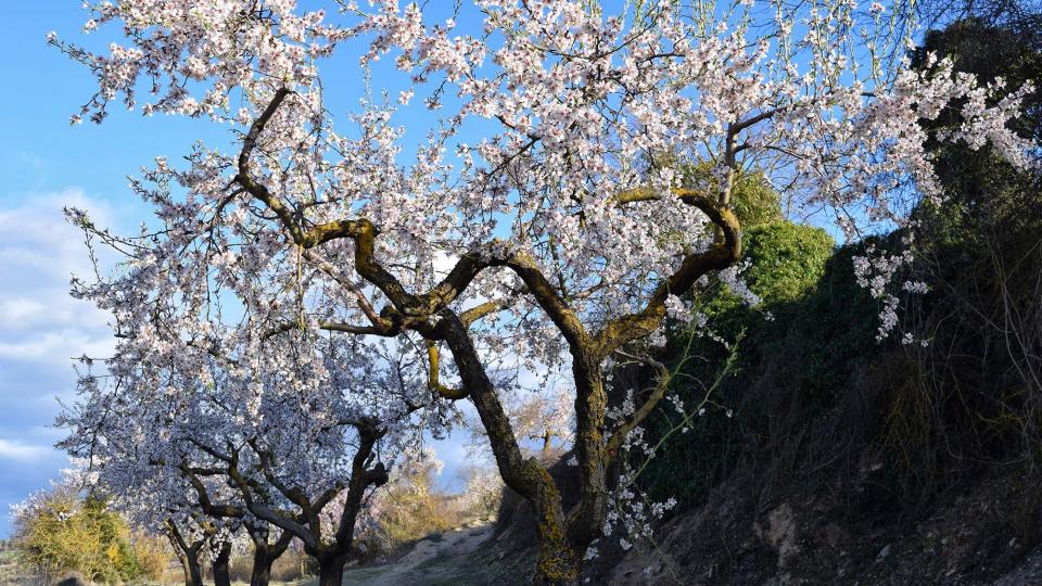 12.3.2017 Paisatge  Vallfogona de Riucorb -  Ramon Sunyer