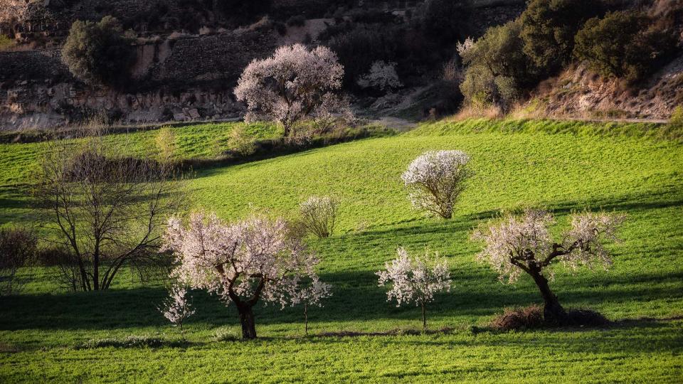 12 de Març de 2017 Paisatge  Montornès de Segarra -  Ramon Sunyer