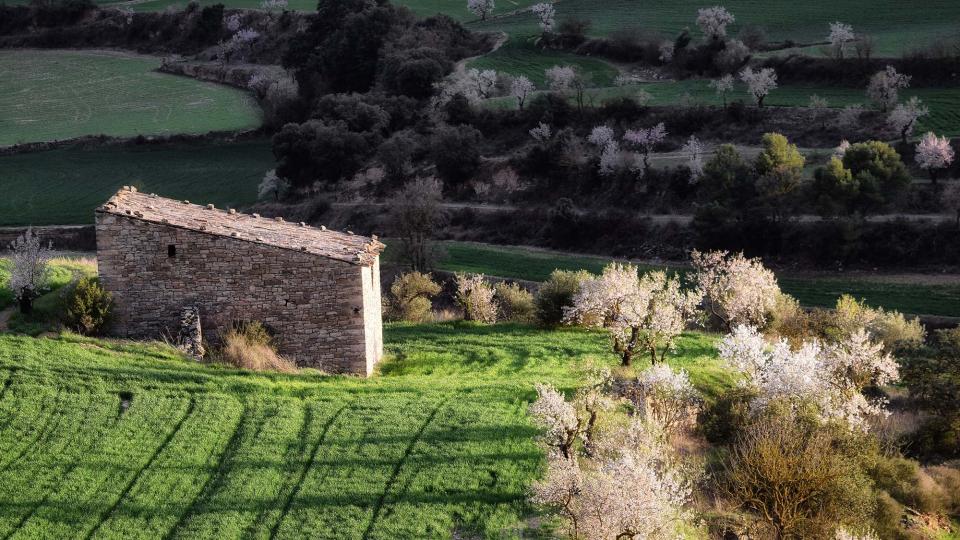 12.3.2017 Paisatge  Montornès de Segarra -  Ramon Sunyer