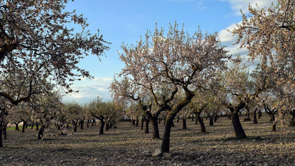 12 de Març de 2017 Paisatge  L'Ametlla de Segarra -  Ramon Sunyer