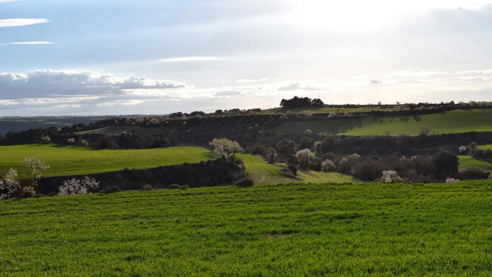 12 de Març de 2017 Paisatge  L'Ametlla de Segarra -  Ramon Sunyer