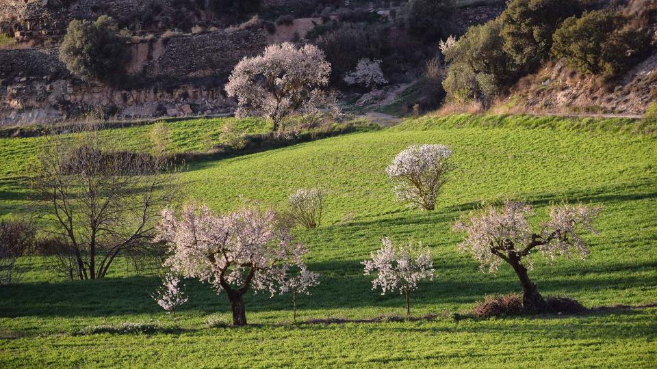 12.3.2017 Paisatge  Montornès de Segarra -  Ramon Sunyer