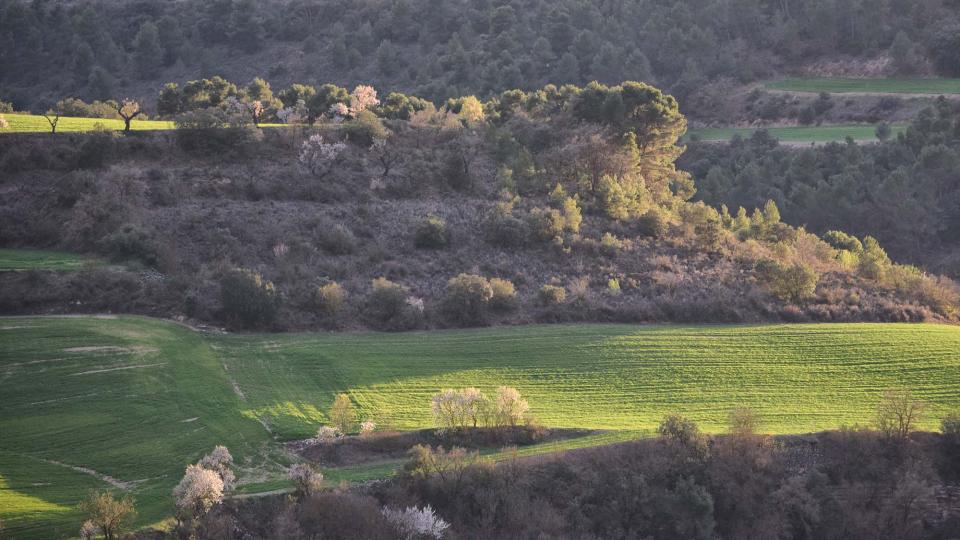 12.3.2017 Paisatge  Montornès de Segarra -  Ramon Sunyer