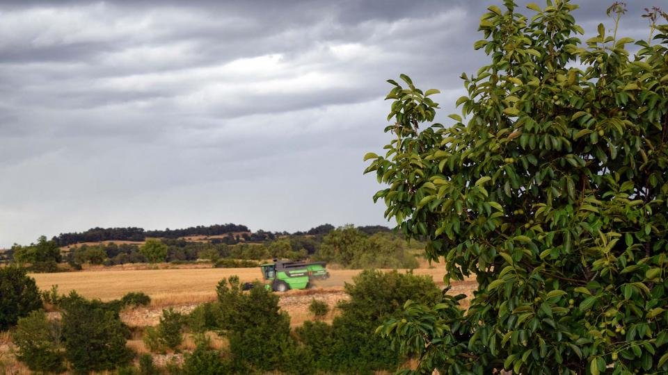 1 de Juliol de 2017 segant  Santa Coloma de Queralt -  Ramon Sunyer