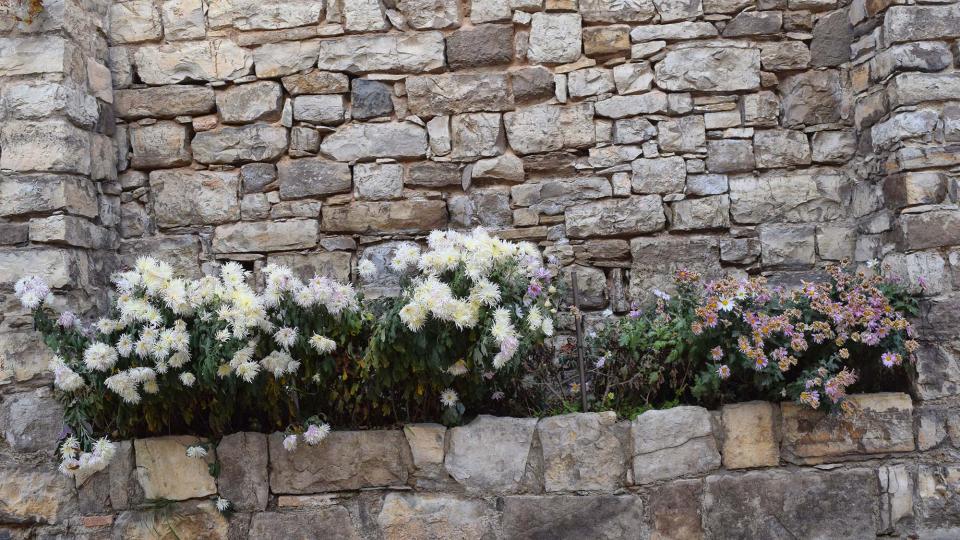 3.12.2017 flors  Montornès de Segarra -  Ramon Sunyer