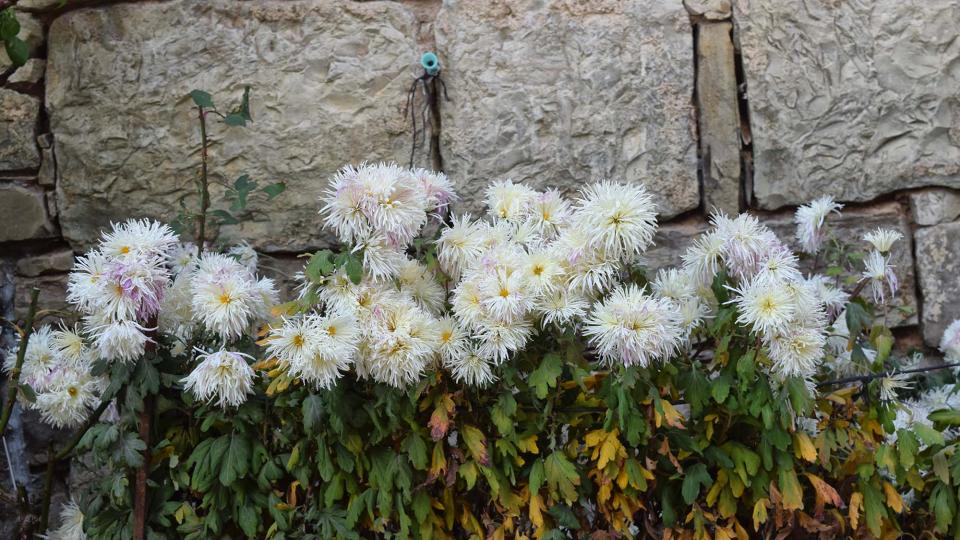 3.12.2017 flors  Montornès de Segarra -  Ramon Sunyer