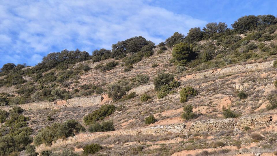 3 de Desembre de 2017 Paisatge  Montornès de Segarra -  Ramon Sunyer