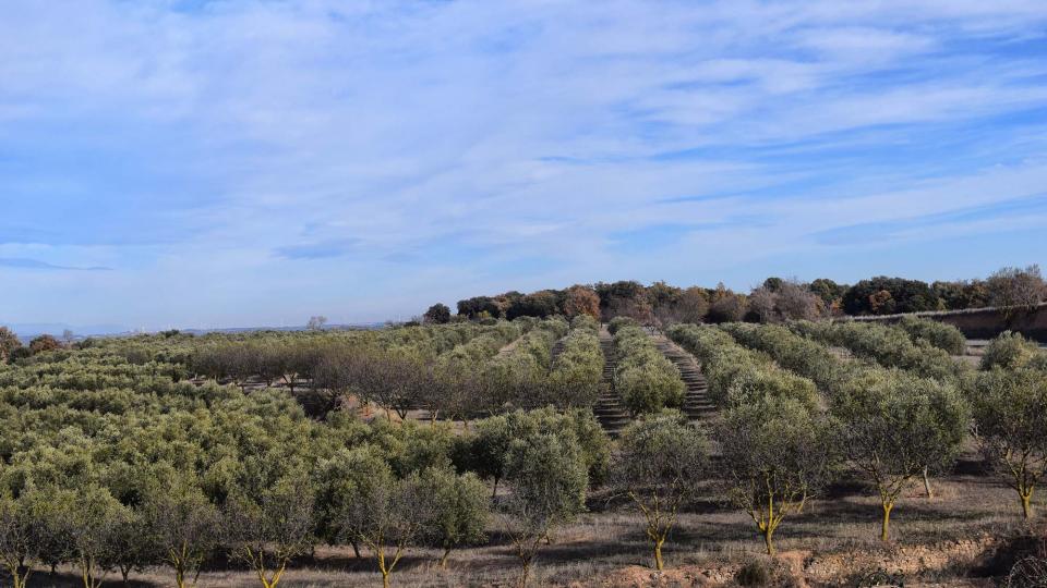 3 de Desembre de 2017 oliveres  La Sisquella -  Ramon Sunyer