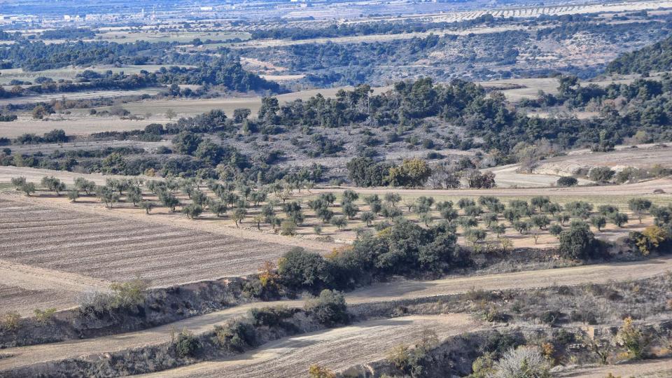 3.12.2017 Paisatge  L'Ametlla de Segarra -  Ramon Sunyer