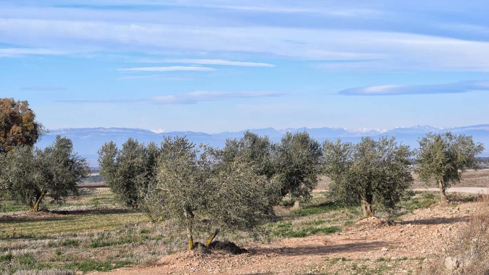 3 de Desembre de 2017 oliveres  L'Ametlla de Segarra -  Ramon Sunyer