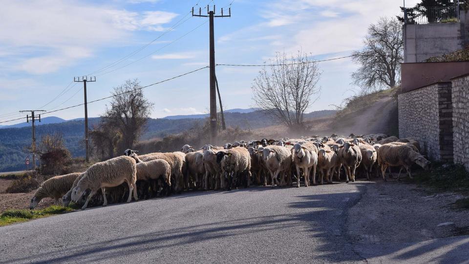 27.11.2017 - ramat de cal Serrats - Argençola - Ramon  Sunyer