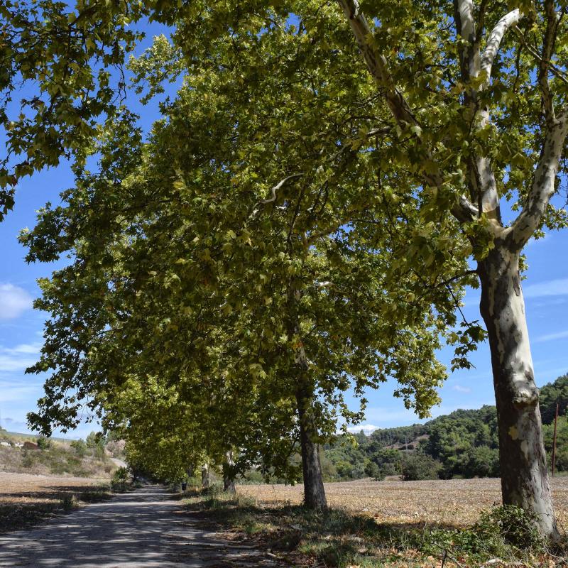 16.9.2017 Plataners del camí ignasià  Porquerisses -  Ramon Sunyet