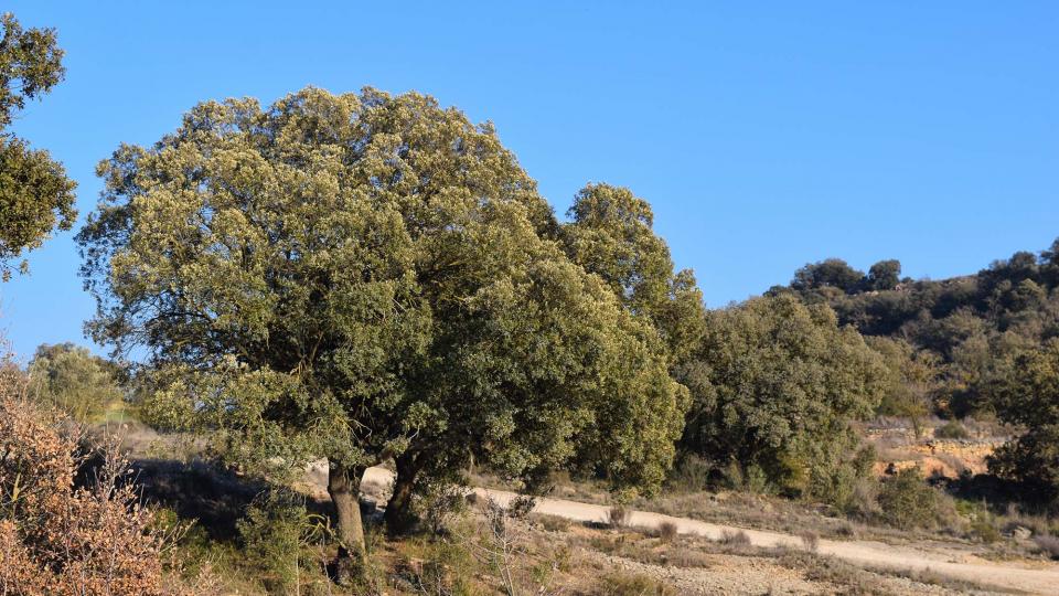 25 de Febrer de 2018 Bassa  Palouet -  Ramon Sunyer