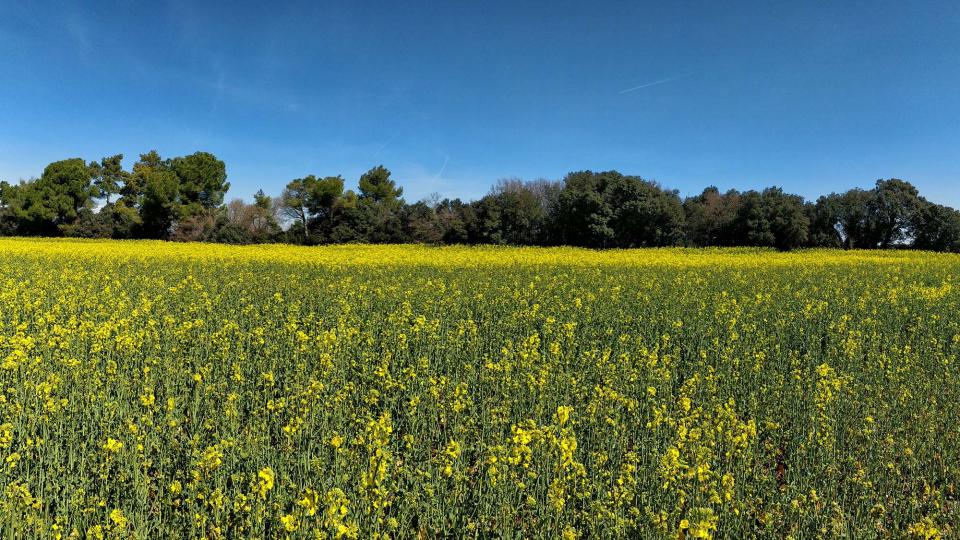 15.4.2018 colza  La Rabassa -  Ramon Sunyer