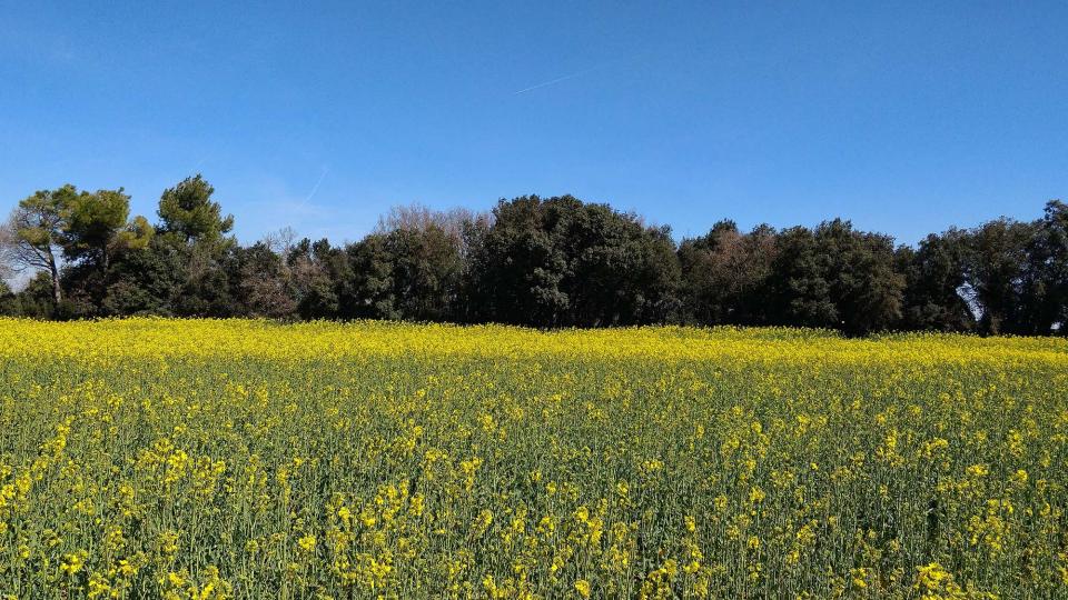 15.4.2018 colza  La Rabassa -  Ramon Sunyer