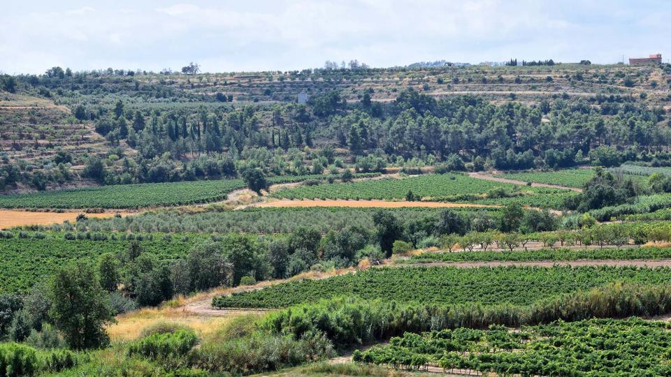 vinyes 12.8.2018 vinyes Nalec - Ramon Sunyer