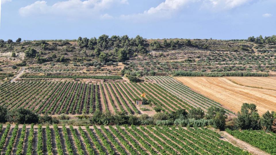vinyes 12.8.2018 vinyes Nalec - Ramon Sunyer