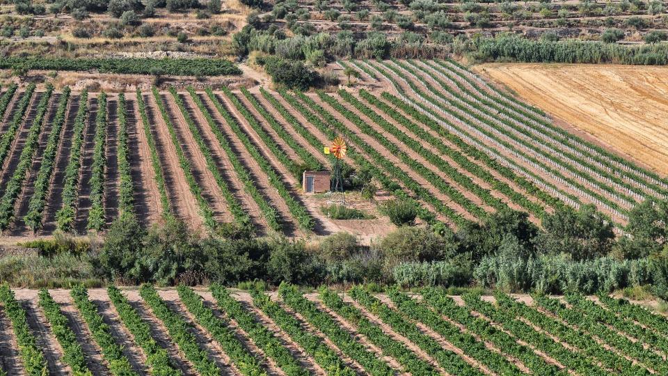 Vinyes 12.8.2018 Vinyes Nalec - Ramon Sunyer