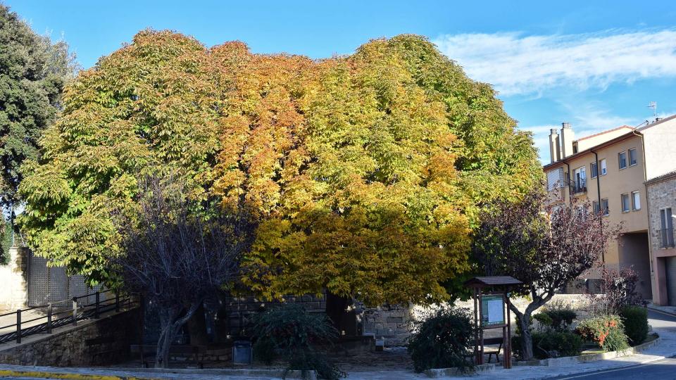 3.11.2018 Font de les Canelles  Santa Coloma de Queralt -  Ramon Sunyer