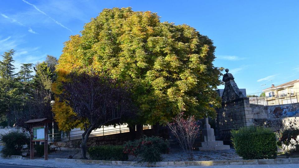 3.11.2018 Font de les Canelles  Santa Coloma de Queralt -  Ramon Sunyer