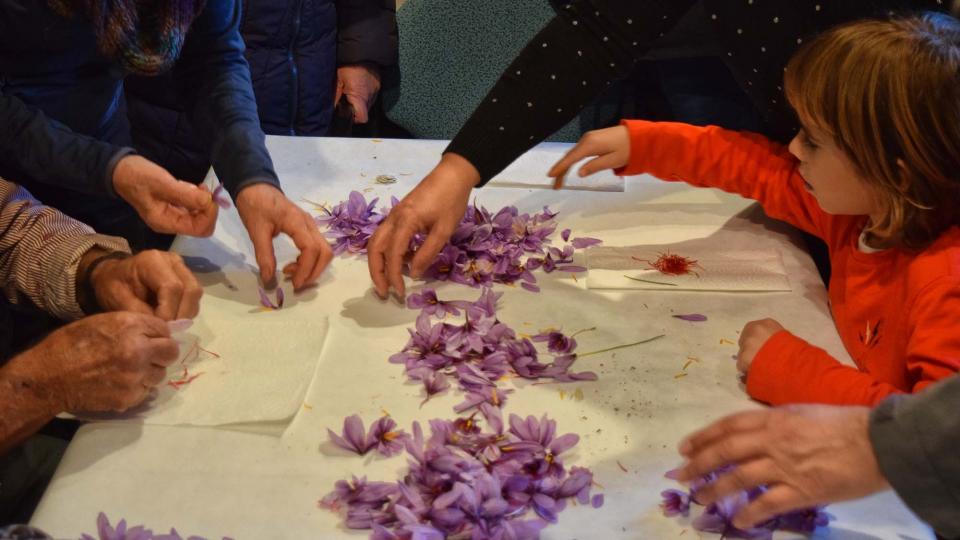 3.11.2018 Esbrinant safrà  Santa Coloma de Queralt -  Ramon Sunyer