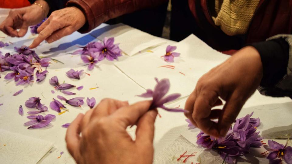 3.11.2018 Esbrinant safrà  Santa Coloma de Queralt -  Ramon Sunyer