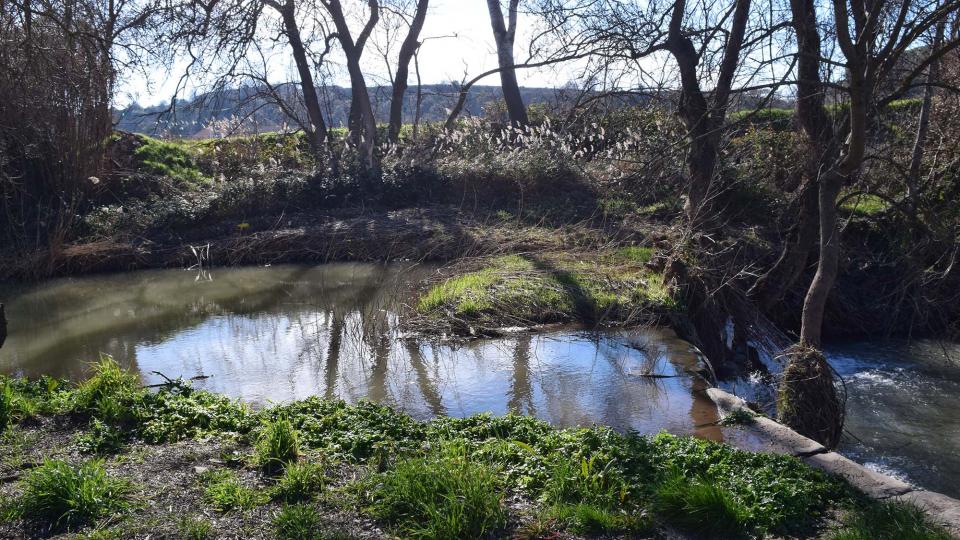 10 de Febrer de 2019 Peixera de la Prenyanosa al riu Sió  La Prenyanosa -  Ramon Sunyer