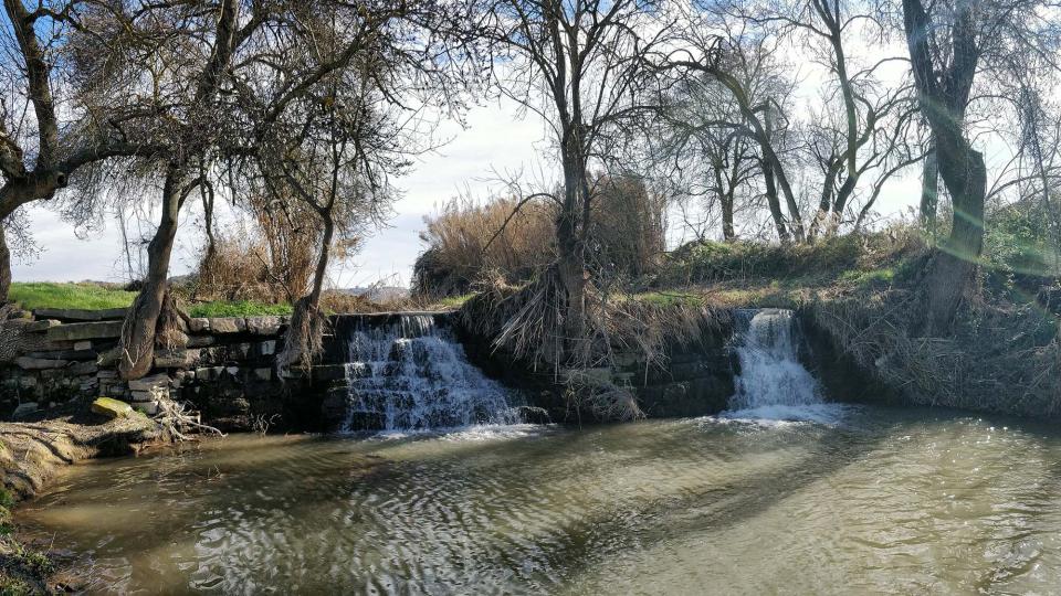 10 de Febrer de 2019 Peixera de la Prenyanosa al riu Sió  La Prenyanosa -  Ramon Sunyer