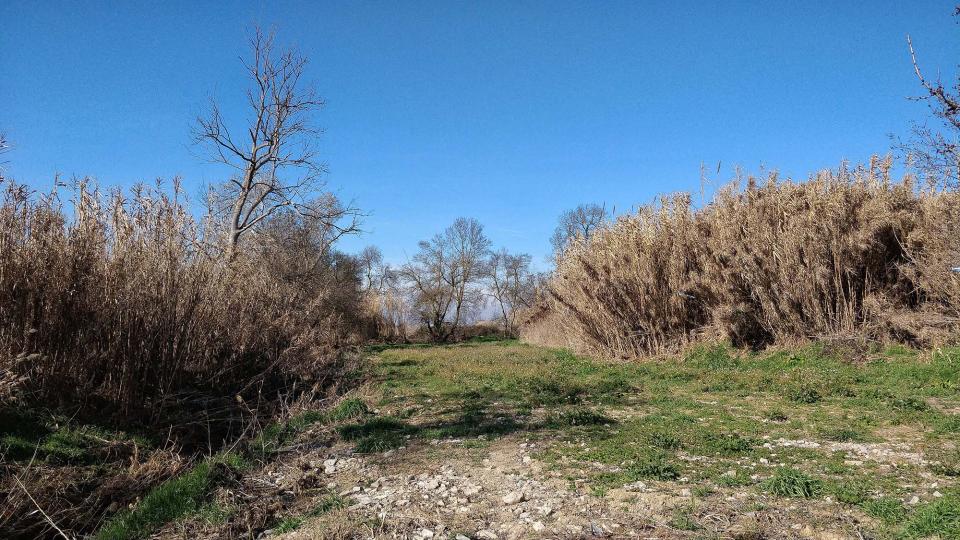 10 de Febrer de 2019 Peixera de la Prenyanosa al riu Sió  La Prenyanosa -  Ramon Sunyer