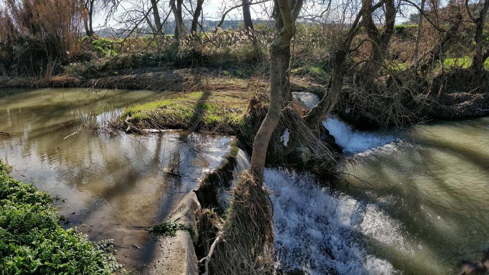 10 de Febrer de 2019 Peixera de la Prenyanosa al riu Sió  La Prenyanosa -  Ramon Sunyer