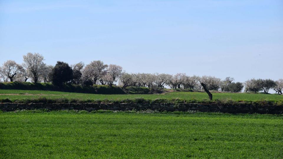 10.3.2019 XX Marxa dels castells  El Llor -  Ramon Sunyer