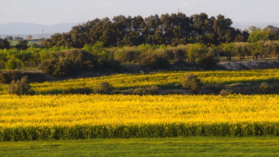 24.3.2019 Paisatge  Tordera -  Ramon Sunyer