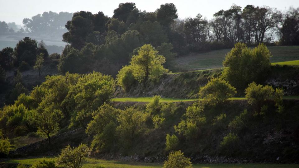 23.3.2019 Paisatge  La Tallada -  Ramon Sunyer