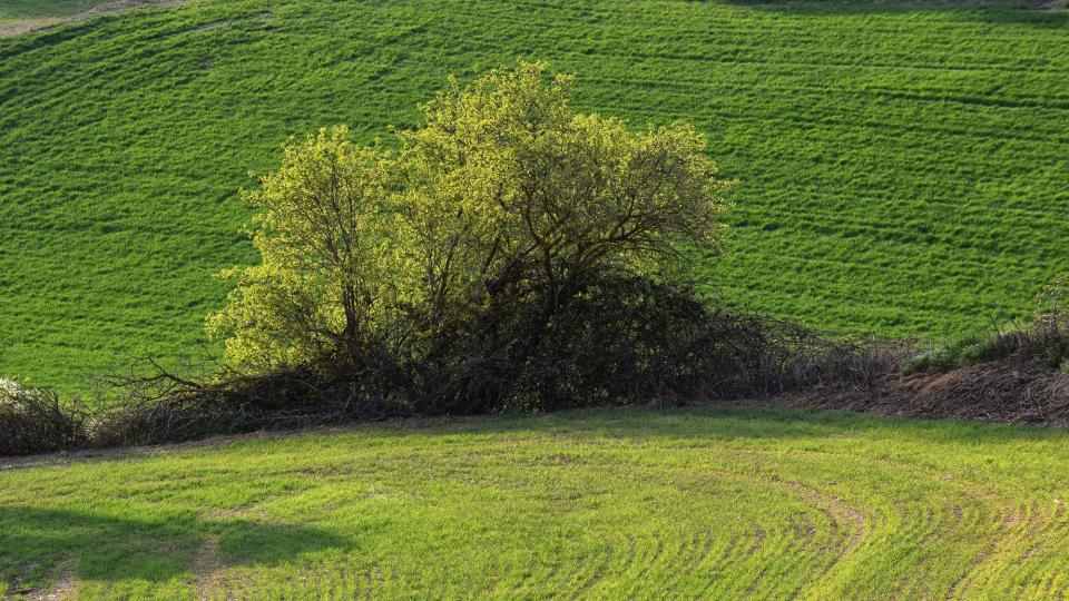 23.3.2019 Paisatge  La Tallada -  Ramon Sunyer