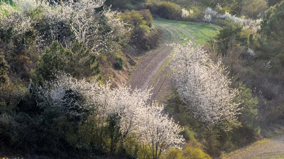 23.3.2019 Paisatge  La Tallada -  Ramon Sunyer