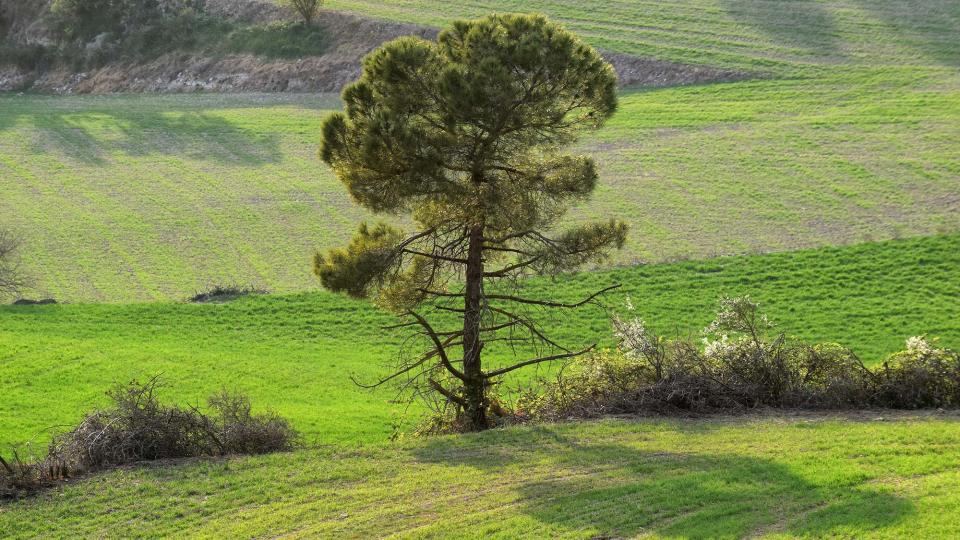 23.3.2019 Paisatge  La Tallada -  Ramon Sunyer