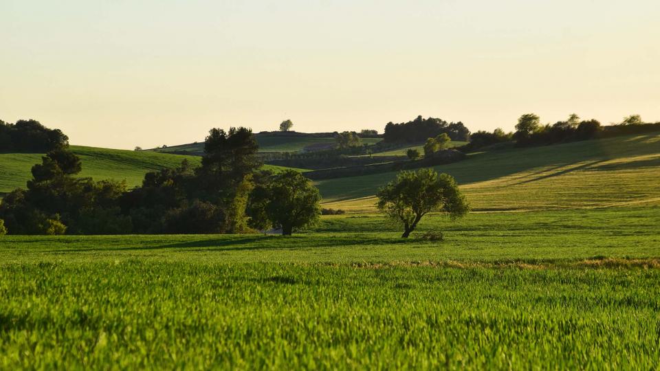 27.4.2019 Paisatge  L'Ametlla de Segarra -  Ramon Sunyer