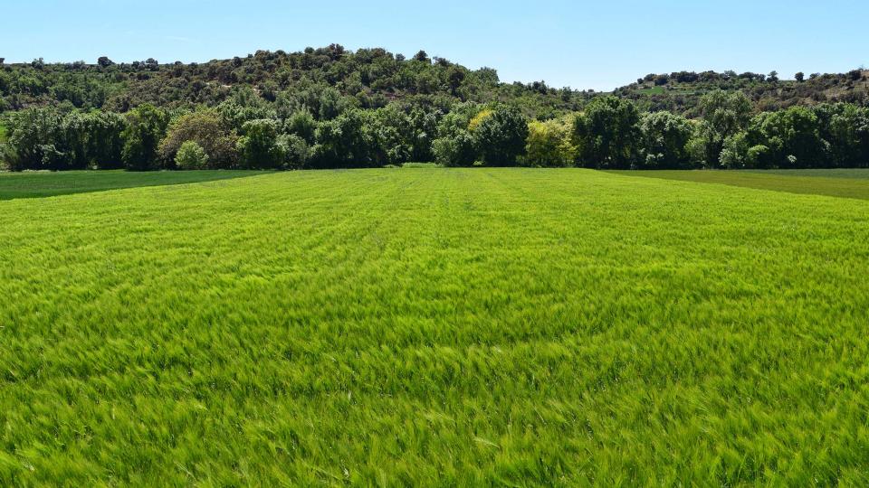 12 de Maig de 2019 Paisatge  Castellnou d'Oluges -  Ramon Sunyer