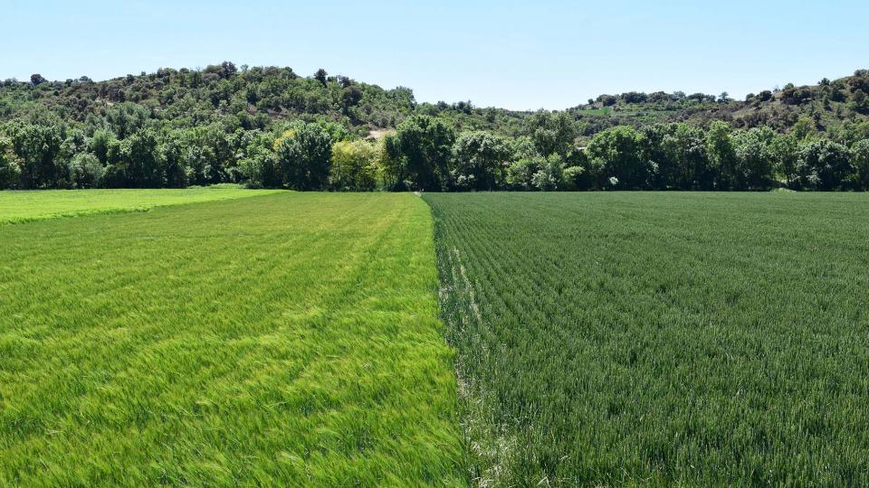 12.5.2019 Paisatge  Castellnou d'Oluges -  Ramon Sunyer