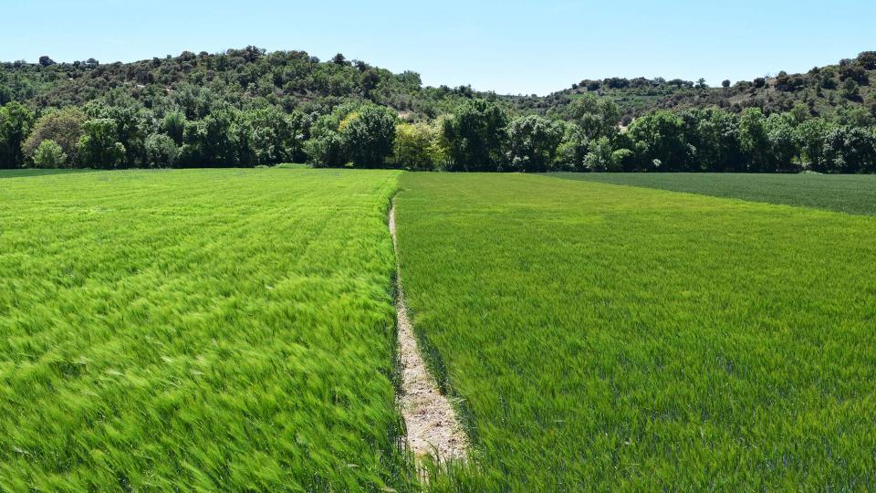 12 de Maig de 2019 Paisatge  Castellnou d'Oluges -  Ramon Sunyer