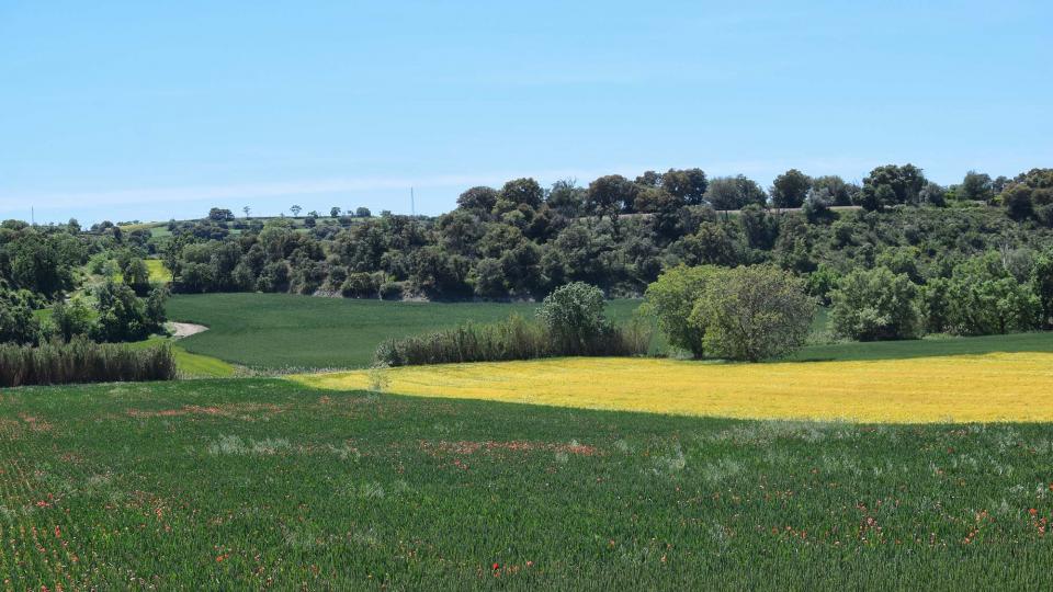 12 de Maig de 2019 Paisatge  La Prenyanosa -  Ramon Sunyer