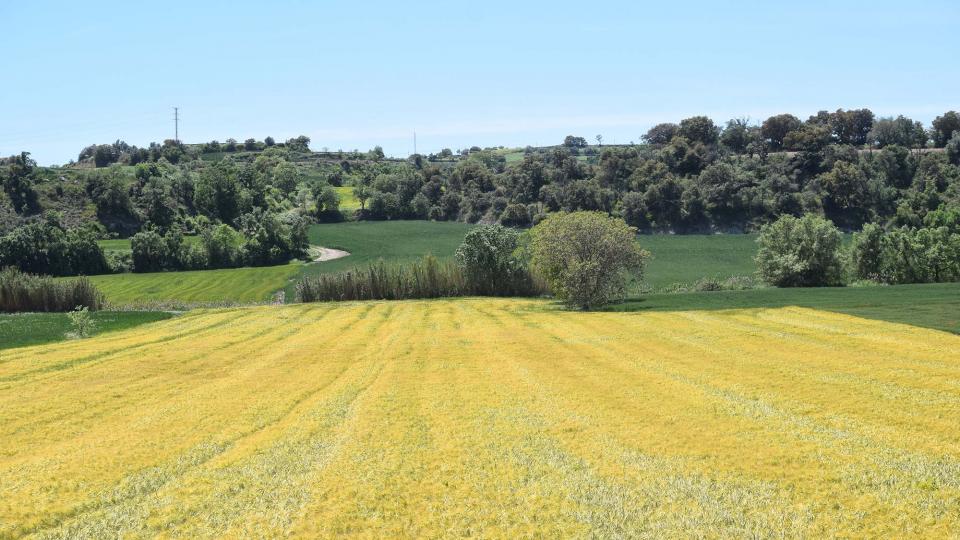 12 de Maig de 2019 Paisatge  La Prenyanosa -  Ramon Sunyer