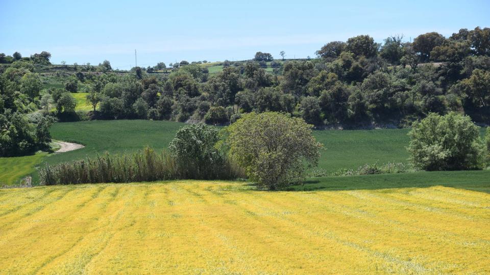 12 de Maig de 2019 Paisatge  La Prenyanosa -  Ramon Sunyer