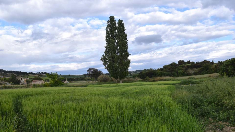 18.5.2019 paisatge  Pallerols -  Ramon Sunyer