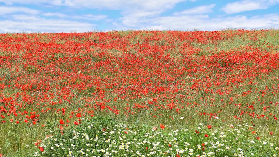 25.5.2019 Paisatge  L'Astor -  Ramon Sunyer