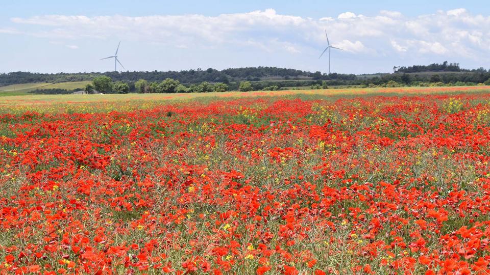 25.5.2019 Paisatge  L'Astor -  Ramon Sunyer