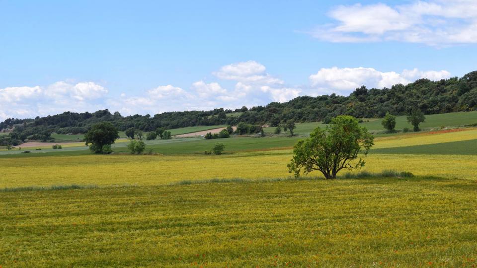 25.5.2019 Paisatge  Pujalt -  Ramon Sunyer