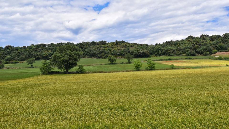 25 de Maig de 2019 Paisatge  Pujalt -  Ramon Sunyer